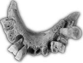 A jawbone of what might be the earliest recorded human being in Europe